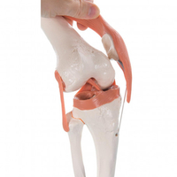 Product Πρόπλασμα άρθρωσης γονάτου (Knee joint model) base image